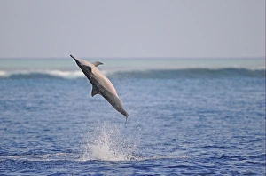 Spinner Dolphin (Stenella longirostris) adult, leaping and spinning out of water, Maldives, march