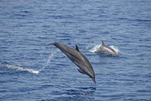 Jump Prints: Spinner Dolphin (Stenella longirostris) two adults
