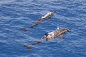 Laccadive Sea Prints: Spinner Dolphin (Stenella longirostris) two adults, surfacing from water, Maldives, march
