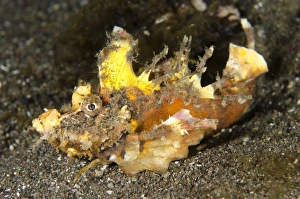 Spiny Devilfish (Inimicus didactylus) adult, with spines erect, walking with modified pectoral fins on sand