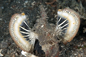 Colourful Prints: Spiny Devilfish (Inimicus didactylus) adult