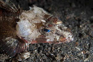 Spiny Flathead (Onigocia spinosa) adult, close-up of head, Lembeh Island, Sulawesi, Indonesia