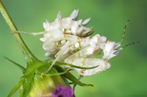 Mantodea Prints: Spiny Flower Mantis (Pseudocreobotra wahlbergii) subadult, resting on flower, Tanzania