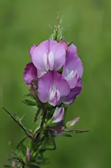 Fabaceae Prints: Spiny Restharrow (Ononis spinosa) close-up of flowers