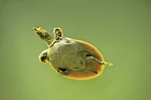 Animals USA Prints: Spiny Softshell Turtle (Apalone spinifera) adult, swimming underwater, U. S. A
