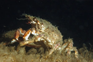 Decapoda Prints: Spiny Spider Crab (Maia squinado) adult, underwater, Bournemouth, Dorset, England, July