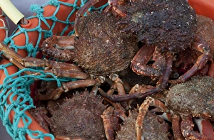 Caught Prints: Spiny Spider Crab (Maia squinado) adults