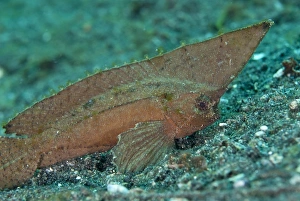 Strait Prints: Spiny Waspfish (Ablabys macracanthus) adult