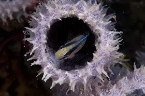 Sheltering Prints: Splendid Dottyback (Pseudochromis splendens) adult