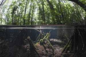Splitimage of Mangrove, Jellyfish Lake, Micronesia, Palau