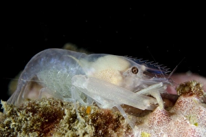 Lembeh Prints: Sponge-dwelling Snapping Shrimp (Synalpheus sp)