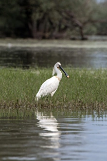 Platalea Prints: Spoonbill at Lake Kerkini, Northern Greece