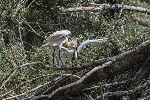 Nest Prints: Spoonbill regurgitating food to young at Lake Kerkini, Greece