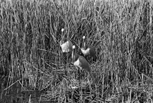 Eric Prints: Spoonbills, June 1961, Brand 17 Camera, Tele-tessar 32cm Lens, F32, 1/50th