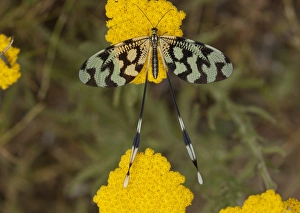 Southeastern Europe Prints: Spoonwing Lacewing (Nemoptera sinuata) adult, feeding on achillea flowers, Bulgaria, June