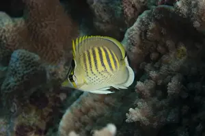 Spot-banded Butterflyfish (Chaetodon punctatofasciatus) adult, swimming in reef, Uhak Reef, Wetar Island, Barat Daya Islands, Lesser Sunda Islands, Maluku Province, Indonesia