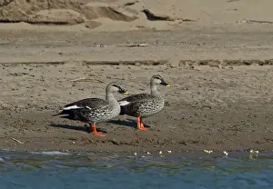 Cambodia Prints: Spot-billed Duck (Anas poecilorhyncha hartingtoni) two adults