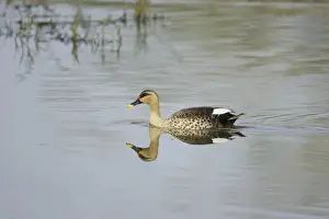 Spot-billed Duck (Anas poecilorhyncha poecilorhyncha) adult male, swimming, Keoladeo Ghana N. P. (Bharatpur), Rajasthan, India
