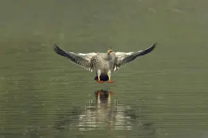 Spot-billed Duck (Anas poecilorhyncha poecilorhyncha) adult male, in flight, landing on water, Keoladeo Ghana N. P