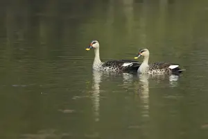 Spot-billed Duck (Anas poecilorhyncha poecilorhyncha) two adult males, swimming, Keoladeo Ghana N. P. (Bharatpur), Rajasthan, India