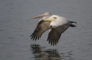Spot-billed Pelican (Pelecanus philippensis) adult, in low flight over water, Sri Lanka