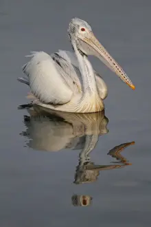 Spot-billed Pelican (Pelecanus philippensis) adult, swimming on water with reflection, Sri Lanka
