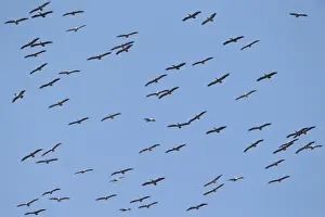 Spot-billed Pelican (Pelecanus philippensis) flock, in flight, soaring on thermals, Ang Trapaeng Thmor, Cambodia