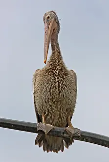 Spot-billed Pelican (Pelecanus philippensis) immature, standing on street lamppost, Colombo, Sri Lanka, november