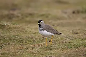 Horn Of Africa Prints: Spot-breasted Lapwing (Vanellus melanocephalus) adult