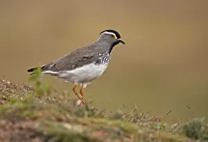 Spot-breasted Lapwing (Vanellus melanocephalus) adult, walking on afro-alpine moorland, Bale Mountains, Oromia, Ethiopia