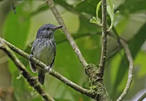 Ant Birds Prints: Spot-crowned Antvireo (Dysithamnus puncticeps) adult male