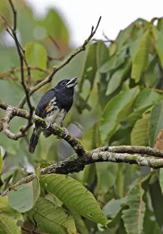 Barbet Prints: Spot-crowned Barbet (Capito maculicoronatus maculicoronatus) adult female