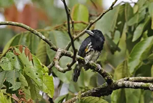 Spot-crowned Barbet (Capito maculicoronatus maculicoronatus) adult female, perched on branch, El Valle, Panama