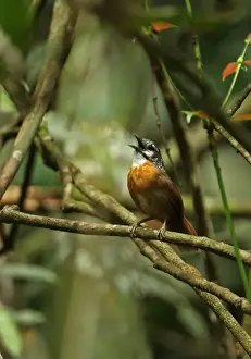 Kaeng Krachan Prints: Spot-necked Babbler (Stachyris striolata guttata) adult