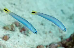 Spot-tail Dartfish (Ptereleotris hetroptera) adult pair, swimming together, Tanjung Tutudiruru, Wetar Island