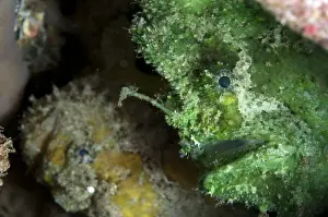 West Papua Prints: Spot-tail Frogfish (Lophiocharon trisignatus) two adults