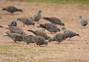Spot-winged Pigeon (Patagioenas maculosa) flock, feeding on ground, La Cumbre, Cordoba, Argentina, april