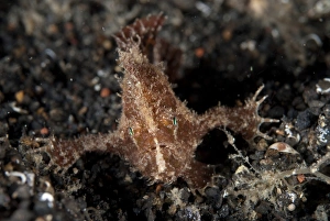 Muck Prints: Spotfin Frogfish (Antennarius nummifer) adult