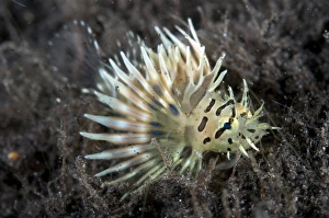 Lionfish Prints: Spotfin Lionfish (Pterois antennata) juvenile