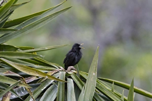Starling Prints: Spotless Starling calling - Extremadura Spain