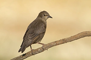 Starling Prints: Spotless Starling (Sturnus unicolor) juvenile, perched on twig, Northern Spain, july