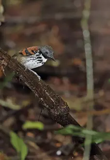 Spotted Antbird (Hylophylax naevioides naevioides) adult male, perched on branch, Pipeline Road, Panama, November