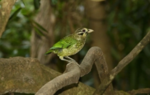 Spotted Catbird (Ailuroedus melanotis) adult, perched on branch, Queensland, Australia, November
