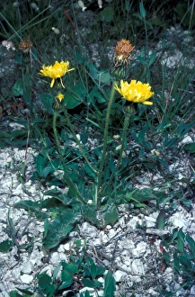 Spotted Prints: Spotted Cats Ear Flower