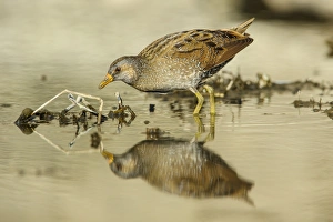 Spotted Crake (Porzana porzana) adult, foraging in shallow water, Casei Gerola, Pavia Province, Lombardy, Italy, March