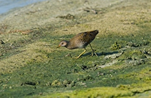 Tresco Prints: Spotted Crake (Porzana porzana) juvenile