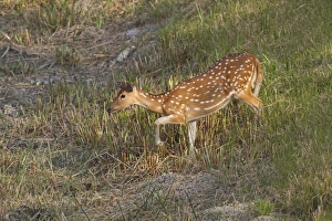 Spotted Deer (Axis axis) adult female, approaching waterhole, Sundarbans, Ganges Delta, West Bengal, India, March