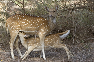 Rajasthan Prints: Spotted Deer (Axis axis) adult female with young