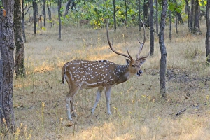 Spotted Deer (Axis axis) adult male, feeding in woodland, Bandhavgarh N. P. Madhya Pradesh, India, December