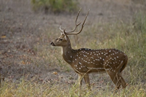 Spotted Deer (Axis axis) adult male, standing in grass, Kanha N. P. Madhya Pradesh, India